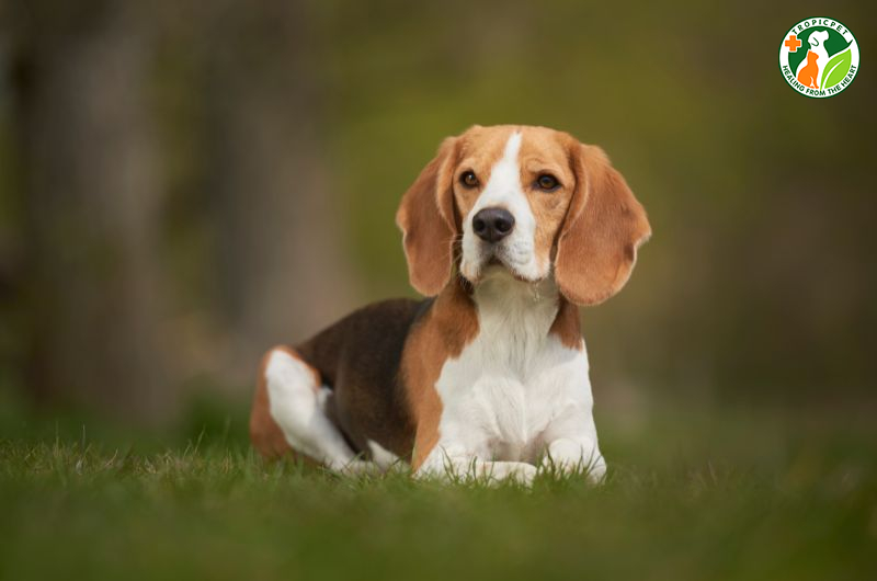 Bo